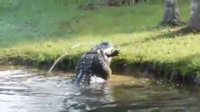 ? Huge alligator eats a smaller alligator