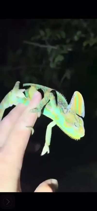 Florida man goes yoink?