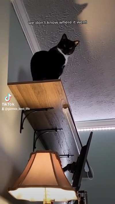 I think they're building Franken-Cat's Monster