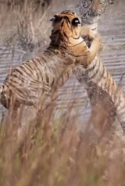 ? Young, wild and free: 2 Tiger cubs have some fun in a lake.