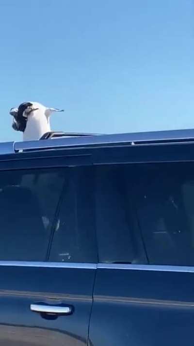Great dane going for a great ride in Melbourne..
