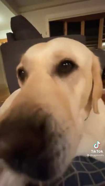 Good boy likes chicken :)