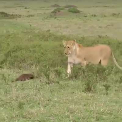 ? Territorial mongoose not afraid of a lion pride ?