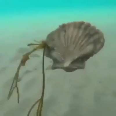 ? This is how scallops swim