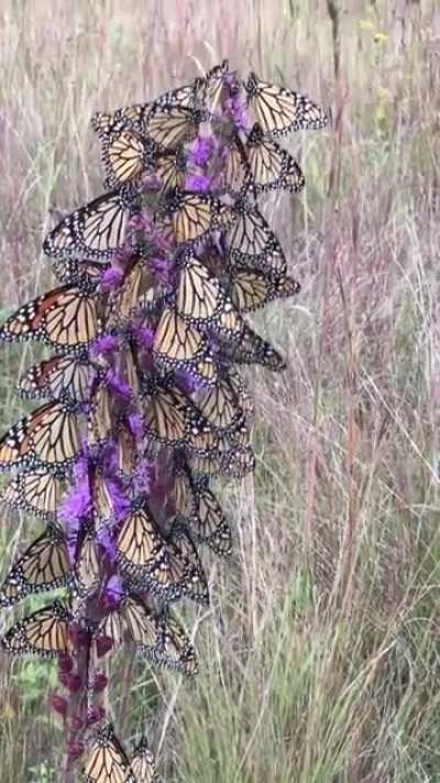 ? This is what monarch butterflies feeding frenzy looks like