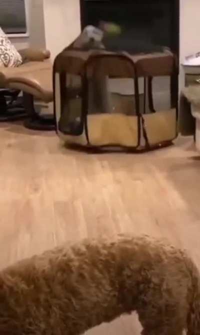 She was in "jail" for trying to steal the other dog's food