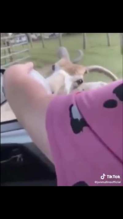 Animals hate us