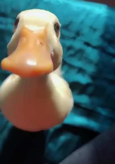 Baby duck