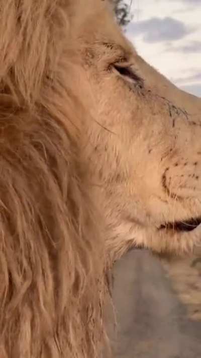 ? A lion up close ?