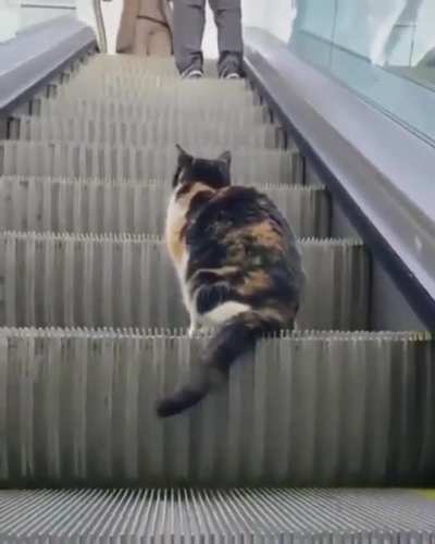 Cats with jobs have to get to work somehow
