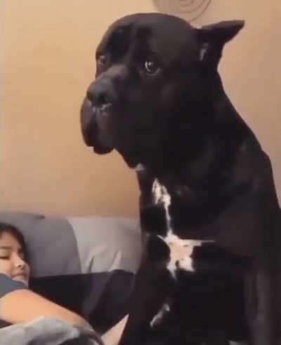 The " not giving me pets" sad look.