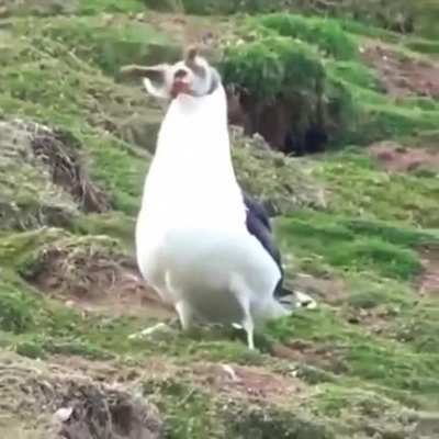 ? Bird and rabbit