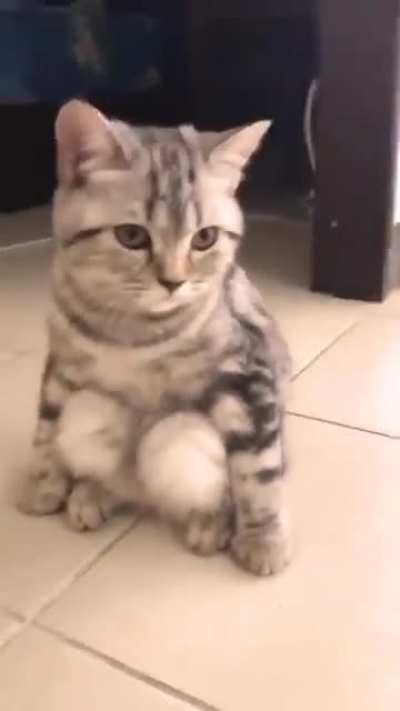 "My cat keeps sitting like this and it makes me so uncomfortable." ?