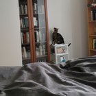 I moved a shelf. Kali meowed at the bookshelves throughout the night and finally got the catculations right.