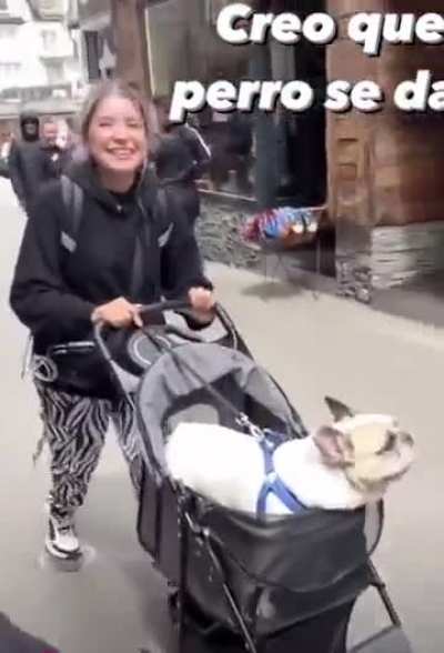 Doggo has spoken