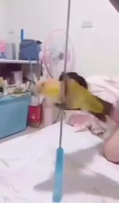 SpinBirb