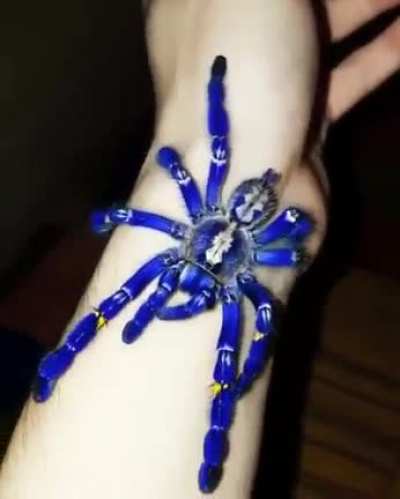 ? Cobalt Blue Tarantula