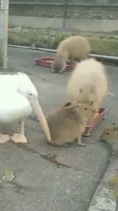 Pelican: "ummm what this, lookkng like a snacc" Capybara : Excuse me?