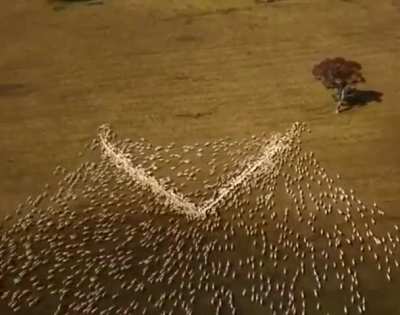 Australian farmer couldn’t attend his aunts funeral so he laid out grain in the shape of a heart so “she can see it through the clouds”