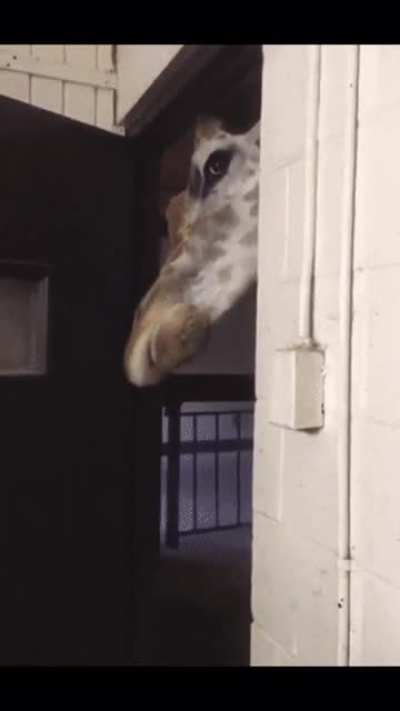 You got any carrots?