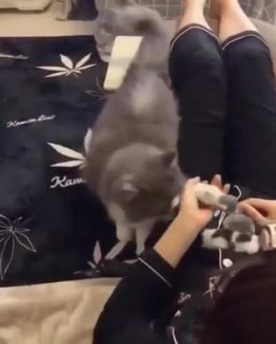 Momma cat trusting her babies with her human ?
