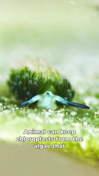 Meet the "Sea Sheep"