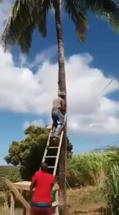HMB while I get us a fresh coconut