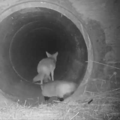 ? Coyote and Badger traveling together as Hunting Partners