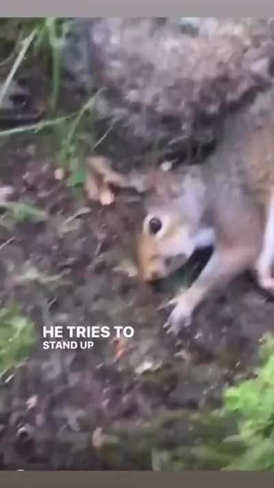 Ain’t no normal squirrel