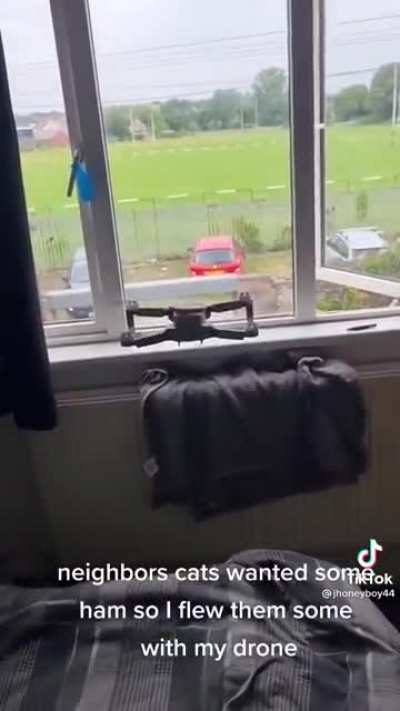 Being nice to the neighbours cat