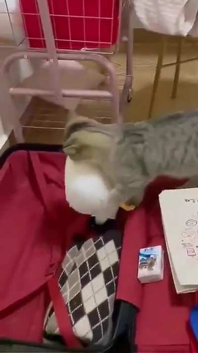 Packing the essentials