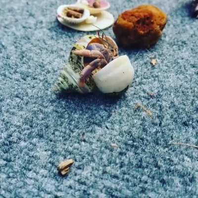 Our hermit crab changed shells right in front of me! Coolest thing ever! ?