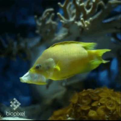 ? Slingjaw wrasse (Epibulus insidiator)
