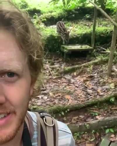 ? Wildlife photographer being followed by a baby tapir