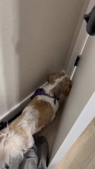 Little man got trapped. He is not blind. He just has two brain cells.