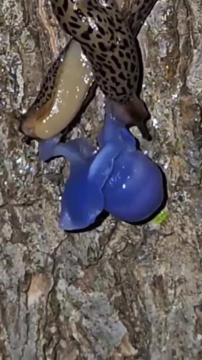 The Mating Process of Slugs
