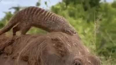 Huge warthog getting "spa treatment" from a troop of mongooses in win-win symbiotic relationship called mutualism. Warthogs living in Uganda have learned to rid themselves of annoying ticks by seeking out the grooming services of some accommodating neighb