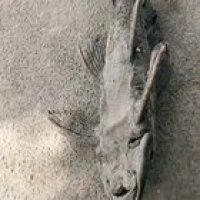 Dried Fish