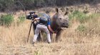 If a rhino comes up to you and demands belly rubs, then you better give it your best!