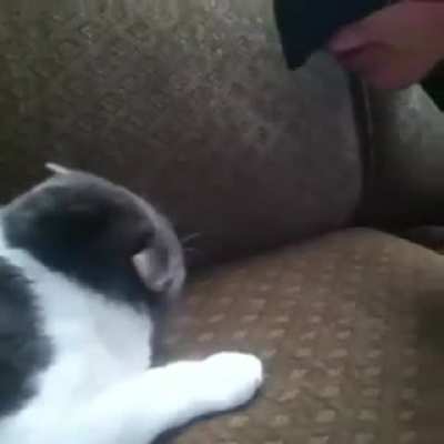 Unforgettable OG Vine ?