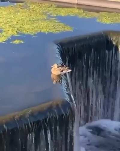 ? The edgiest duck there is.