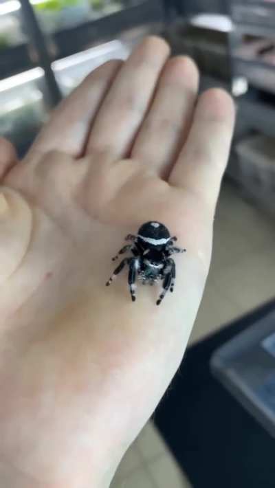 ? Insect transformations ?