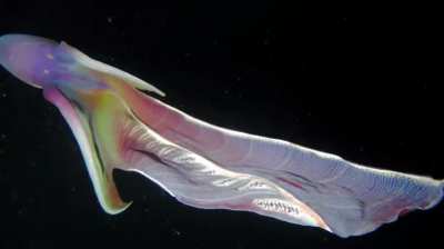 ? The female blanket octopus unfurls a long cape when threatened to intimidate predators, and will tear tentacles off the poisonous Portuguese man-of-war to use as weapons. Credit: Joseph Elayani