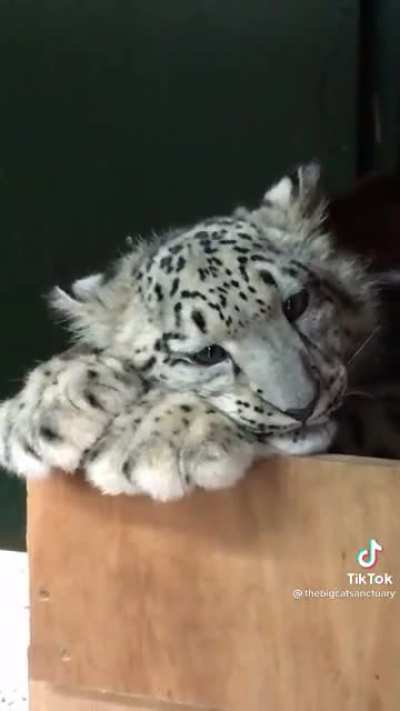 Baby snow leopards maxed out in adorableness ?