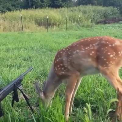This deer wasn’t scared of hunters or gunshots