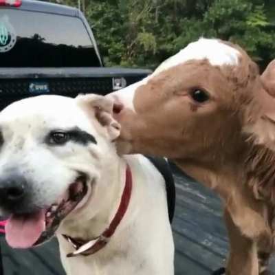 Licks vs noms