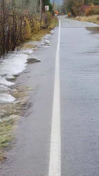 ? Salmon crossing a flooded road