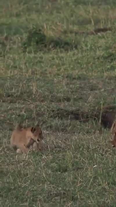 ? Lioness carried her lazy cub in her mouth after long day hunt
