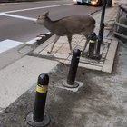 Animal crossing