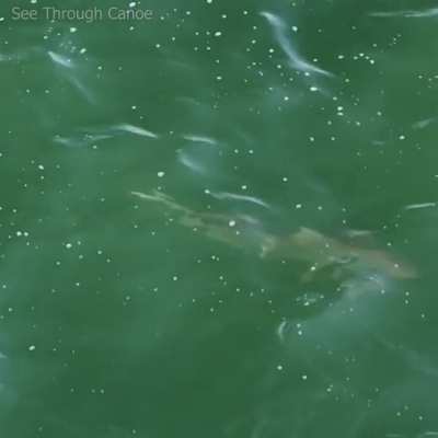 ? Jack Crevalle biting a large Blacktip Shark in the Tail